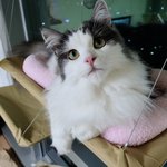 사진찍을때는 협조적