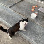 [고양이] 다들 고양이 좋아해?