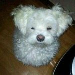 <b>민초</b> 맛있다는 판녀들 믿고