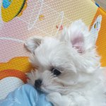 [드루와] 내 댕댕이 보고가❤