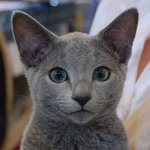 [댓글부탁해] <b>울</b><b>집</b> 고양이 이름 지어주라