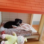 [샤랄라] 울강쥐 <b>미미</b>의집처럼 이쁜집 사줌