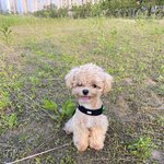 [강아지] 말티<b>푸</b> 율무 또 왔어요 ~~~~