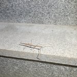 [댓글부탁해] <b>우왕</b> 사마귀 발견!!!나뭇가지인줄