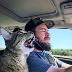 두려움에 벌벌 떨 <b>하악</b>냥이들