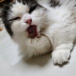 [고양이] 우리 <b>호두</b>의 파워그루밍