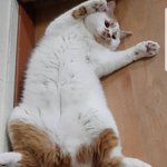 [고양이] (<b>통이</b>네)확찐냥 아니리라 우기고 싶지만...