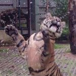 아닠 텐 호랑이 <b>과사</b> 보는데ㅋㅋ