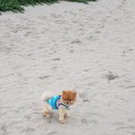 [강아지] 4살 포메라니안 페니입니다 1