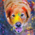 알록달록한 사랑의 축제, <b>홀리</b>!