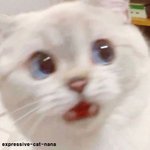 <b>만화</b>에서 튀어나온 냥이를 보았다