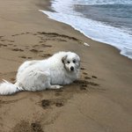 <그레이트 피레니즈> <b>심바</b>의 성장일기 - 6