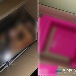 여돌 사재기 앨범 이거