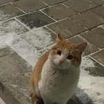 자가진단 <b>항목</b> 왜 계속 바뀌냐?