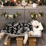 입원권유 후, 개가 죽자 '죽을 개였다'면서 <b>CCTV</b>공개를 거부합니다.