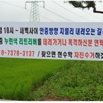 [꼭봐주세요] 화성시에서 로드킬 당한 리트리버를 찾습니다.