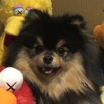 탄이 나오는 브이앱 봤는데