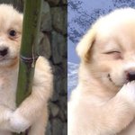 [드루와] 너네 <b>페북</b>에서 돌아다니는 강아지짤들 근황 아냐?