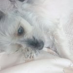 [강아지] (+추가) 13년 우리애기가 무지개다리를 건넜습니다....