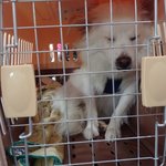 [강아지] 우리집 댕댕이보여줘야지