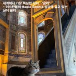 세계에서 제일 <b>독실</b>한 냥이 '글리'