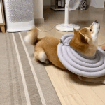 꼬리 돌리기 <b>gif</b>