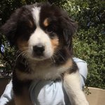 [강아지] 대왕멍멍이같이 나온 아기망망이 사진