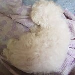 [19] [국어] 글 쓸 계획을 세울 때 <b>고려</b>할 점