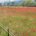 [꼭조언부탁] 35살 남자 <b>수의사</b> 선생님의 소개팅을 주선하는 거...