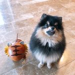 [댓글부탁해] 본진 강아지 사진 올리자