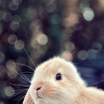 너무 잘 찍은 <b>앙증</b> 토깽이들!