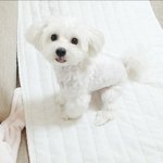 [강아지] 심쿵<b>컷</b> 고구마만 볼거야
