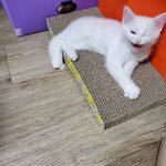 [고양이] 심쿵냥 <b>우유</b>봐주세요
