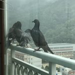 <b>비둘기들</b> 똥 ㅈㄴ 싸는데 어캄