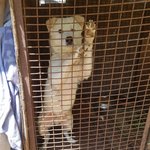 [강아지] 진도는 사랑입니다