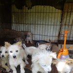 [강아지] <b>접종</b> 좀 도와주세요