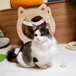 [고양이] 고양이도 공놀이를 한답니다.