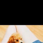 아기강아지 <b>벨라</b>찌