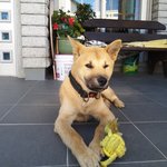 [강아지실종] 재주도 서귀포 토평에서 진<b>돌이</b>(진돗개 황구 ,7개월)를...