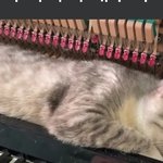 [드루와] 이 고양이 무슨 <b>종이</b>야???