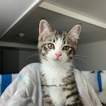 [고양이] 바베큐통구이 털찐냥 <b>보름</b>이 보고가!