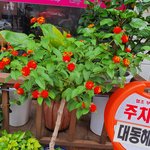 이 꽃 이름이  <b>먼지</b>아나요?