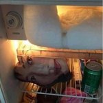 어느 <b>살인범</b>의 냉장고