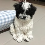 강아지 종이 무ㅓ임 ㅠㅠㅠㅠ?????알려줘제ㅏㄹ