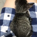 [드루와] 우리냥이 귀엽지