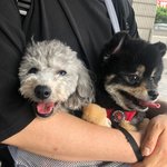 [강아지] 강쥐들 [포메랑푸들]