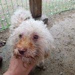[강아지] 누더기 아이 좀 도와주세요