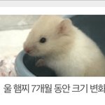 [이것좀봐줘] 아나 울<b>햄찌</b> 메인에 박제됨ㅋㅋㅋㅋㅋㅋㅋㅋ