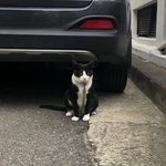 [고양이실종] <b>목줄</b> 찬 고양이 분실