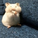 [<b>아라찌</b>] 문제 풀어주는 판녀들 고마우이